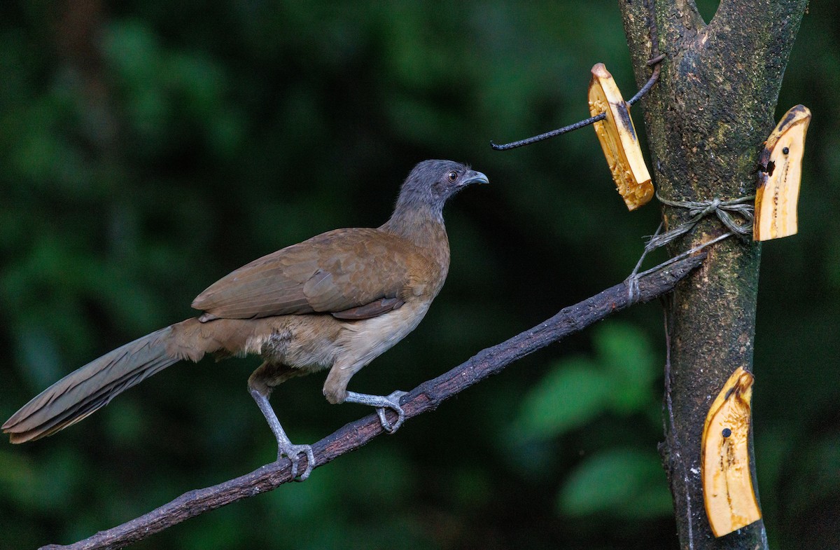 Gray-headed Chachalaca - ML647618313