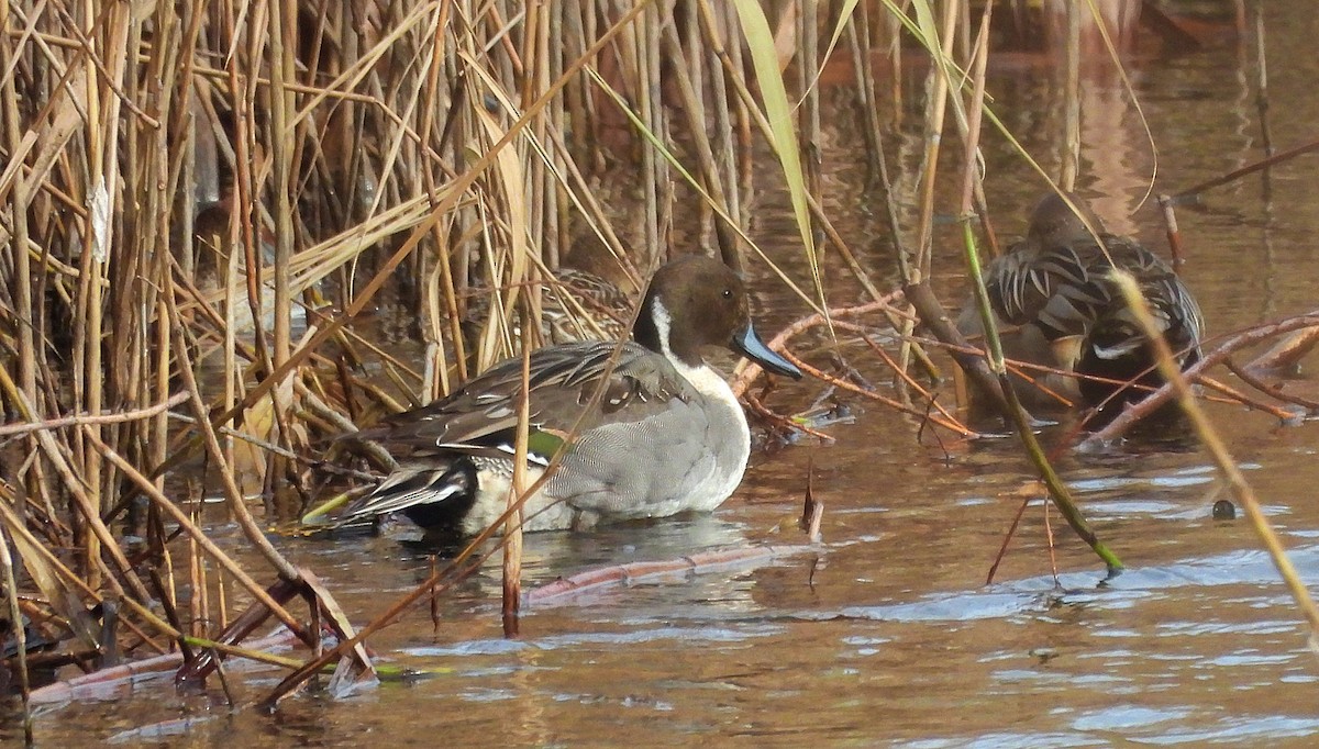 ostralka štíhlá - ML647618321