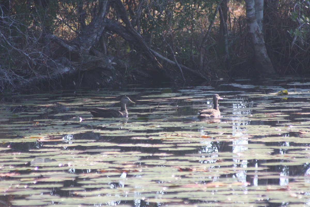 Ahate iluna - ML647618323