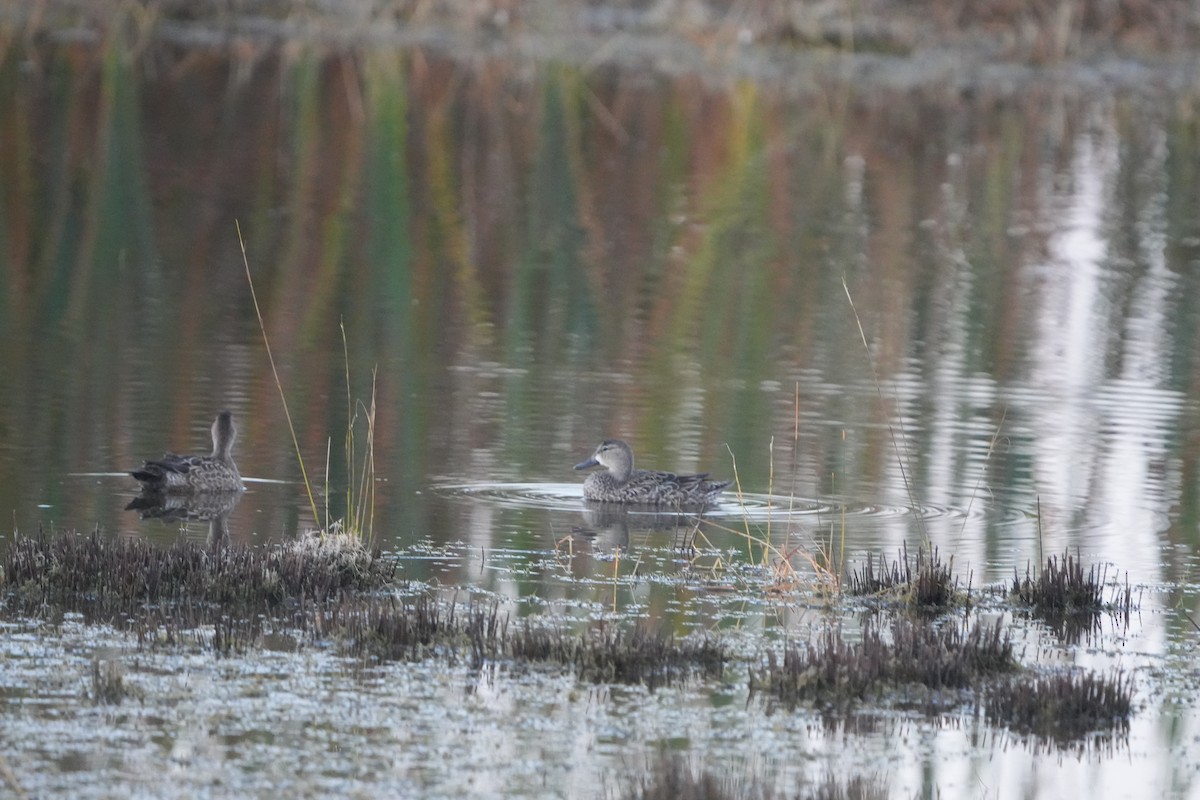 Zertzeta hegalurdina - ML647618348