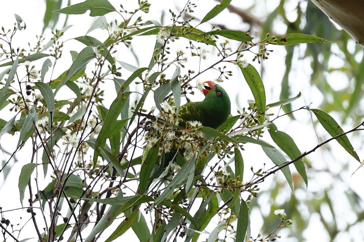 Scaly-breasted Lorikeet - ML647618371