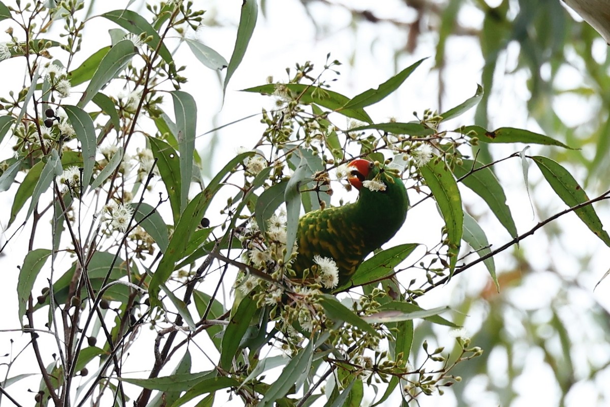 Scaly-breasted Lorikeet - ML647618372