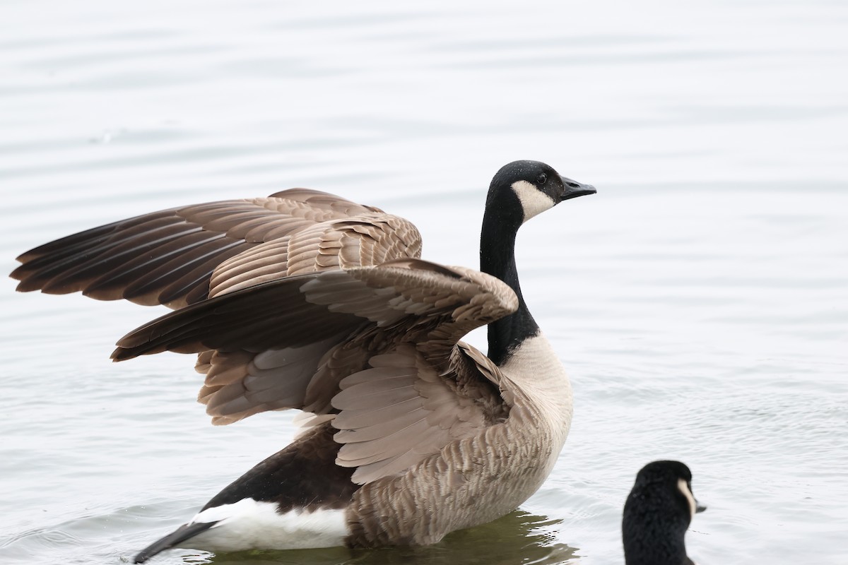 Kanadagans - ML647618376