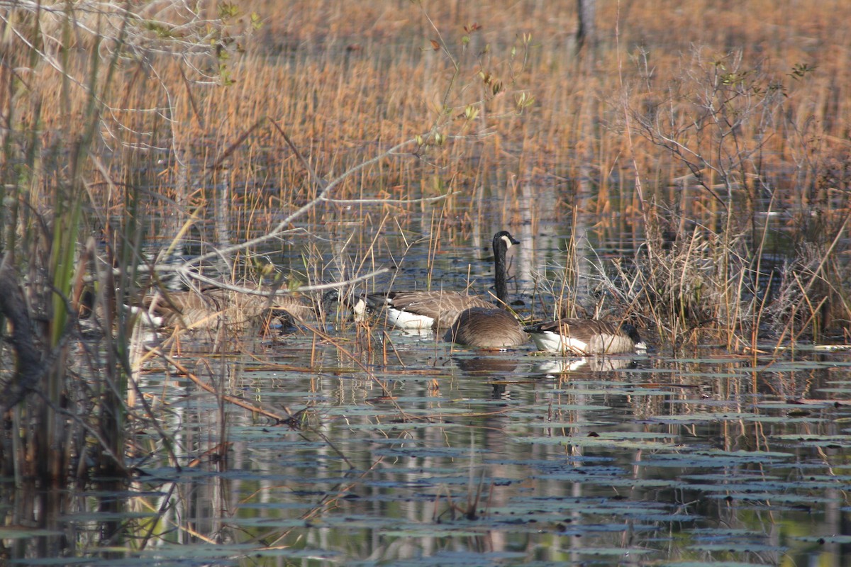 Kanadagans - ML647618384