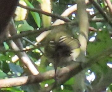 Vireo sp. - ML647618390