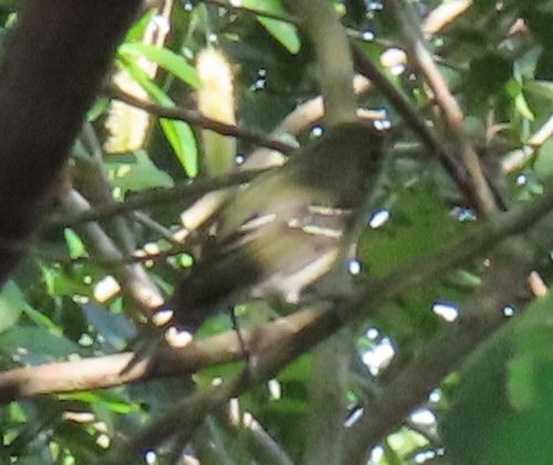 Vireo sp. - ML647618391