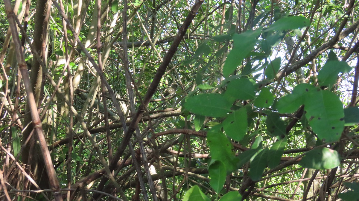 Vireo sp. - ML647618393