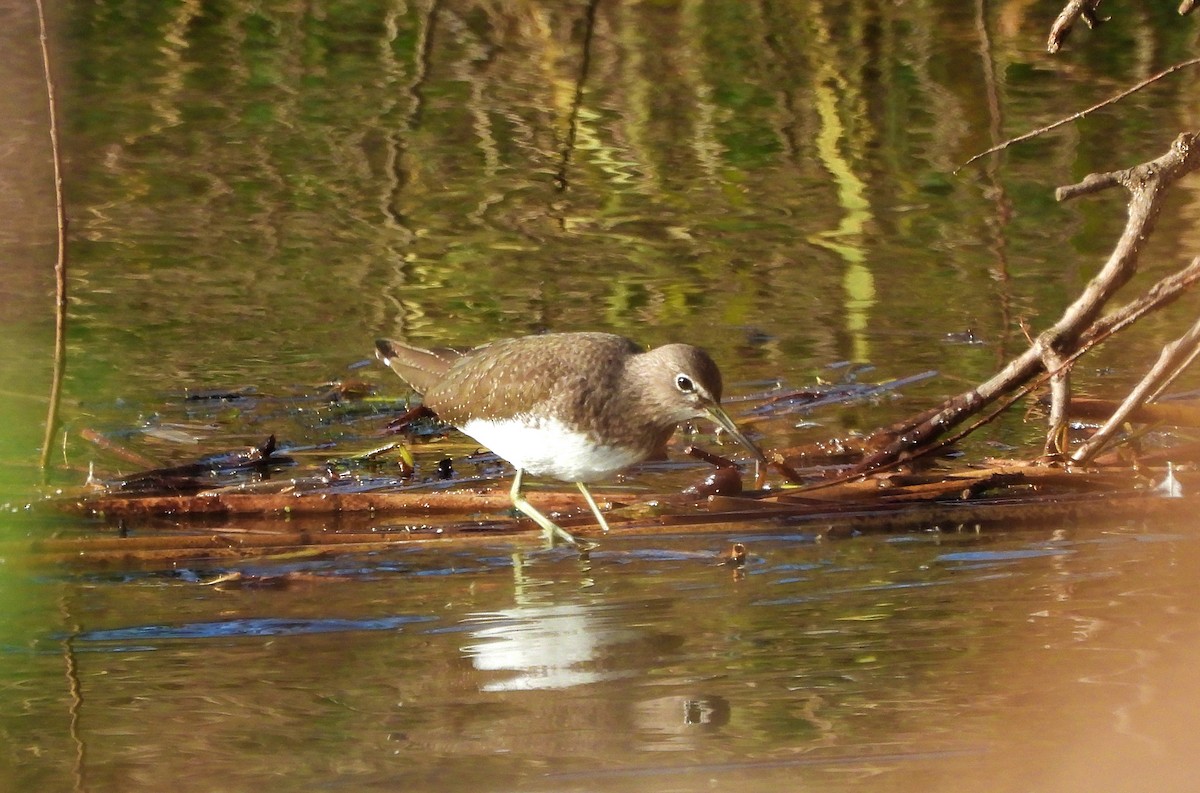 vodouš kropenatý - ML647618409