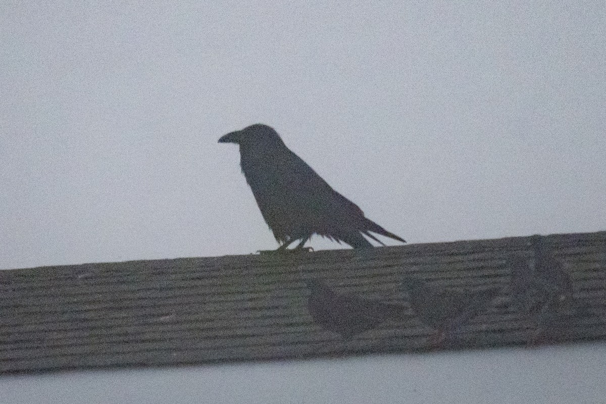 Common Raven - ML647618418