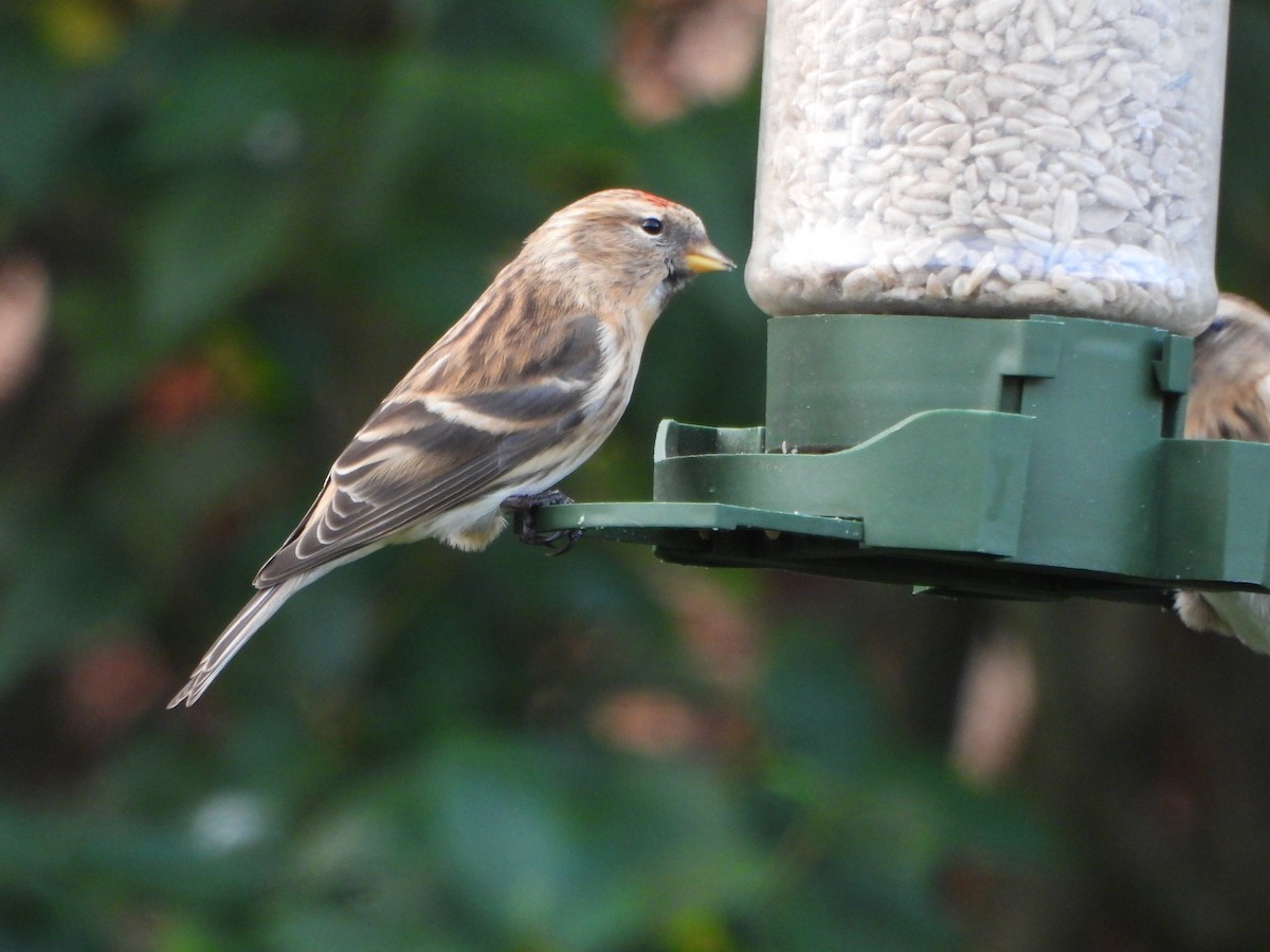 Pardillo Sizerín (alpino) - ML647618433