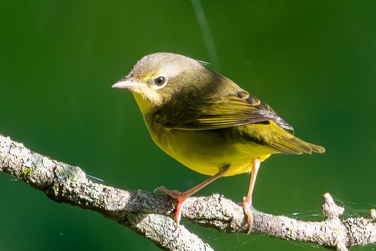 Mourning Warbler - ML647618439