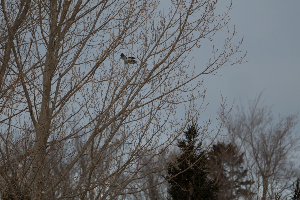 American Goshawk - ML647618456
