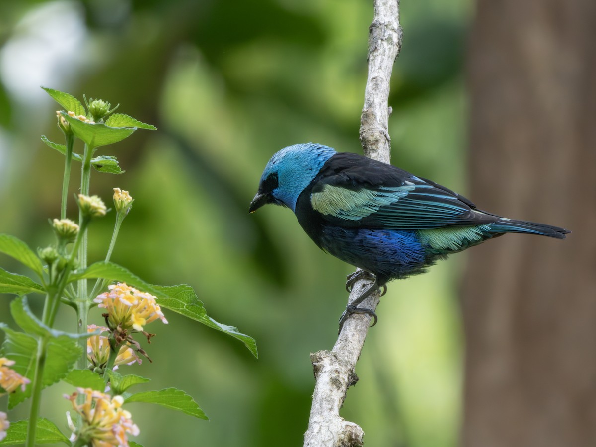 Blue-necked Tanager - ML647618462