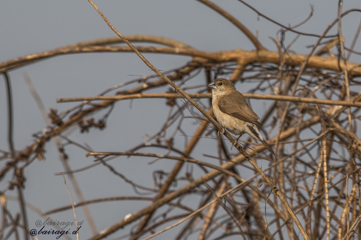Indian Silverbill - ML647618474