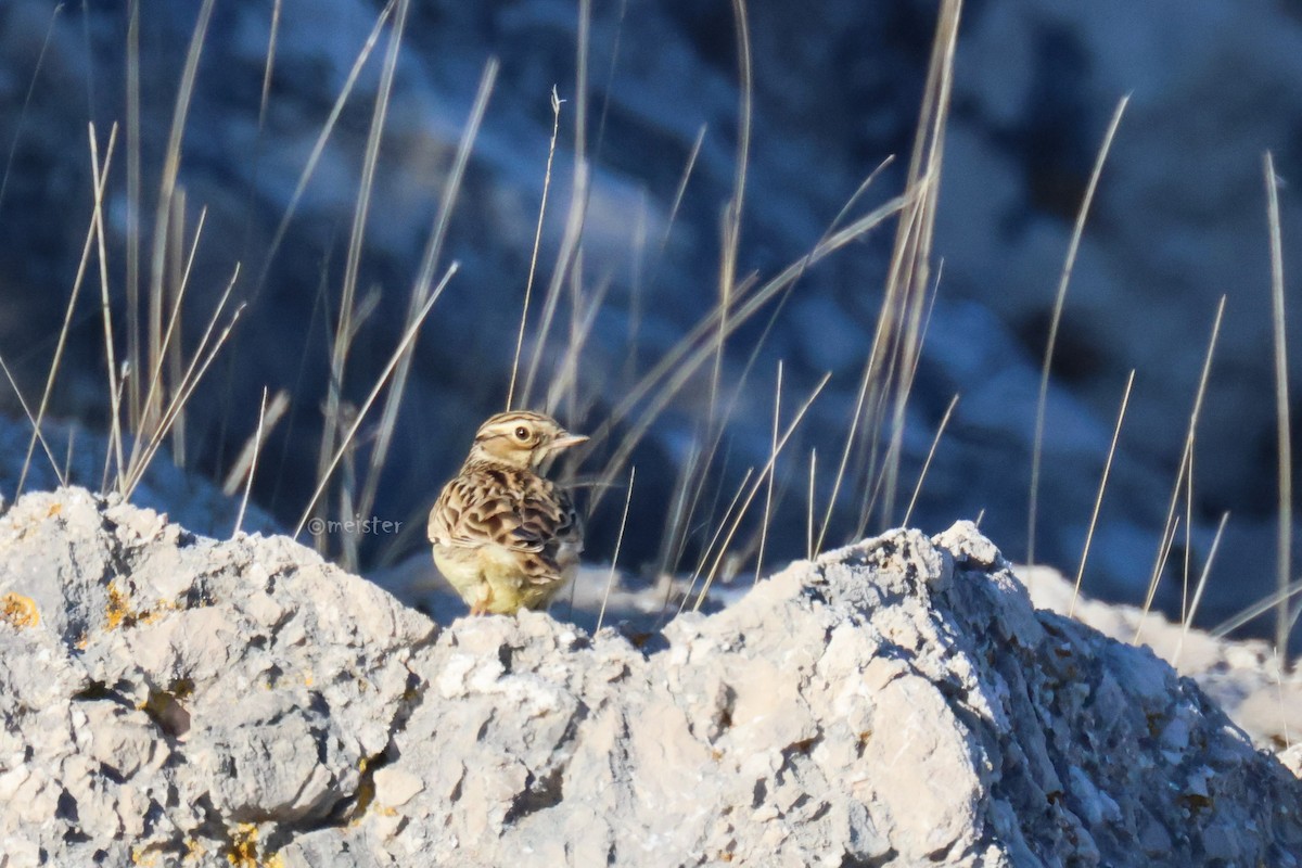 Wood Lark - ML647618475