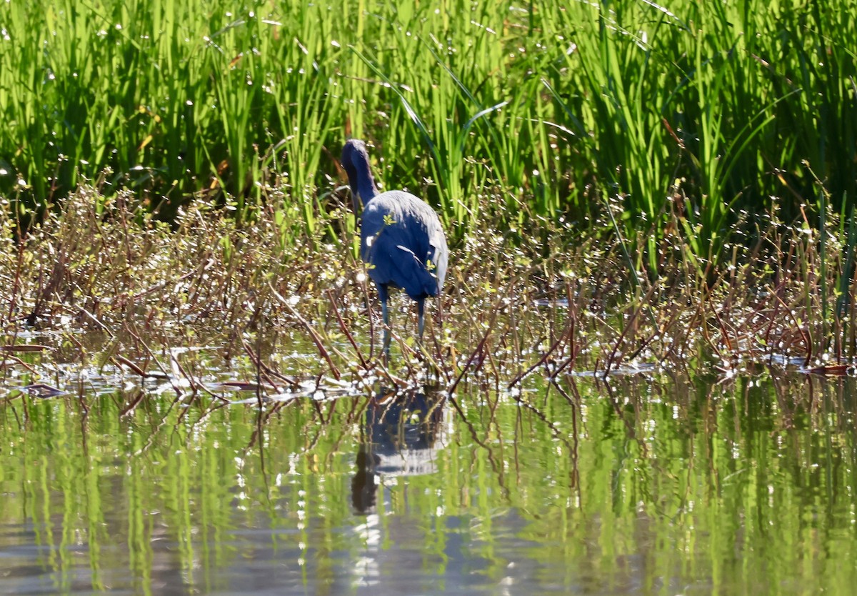 Little Blue Heron - ML647618476