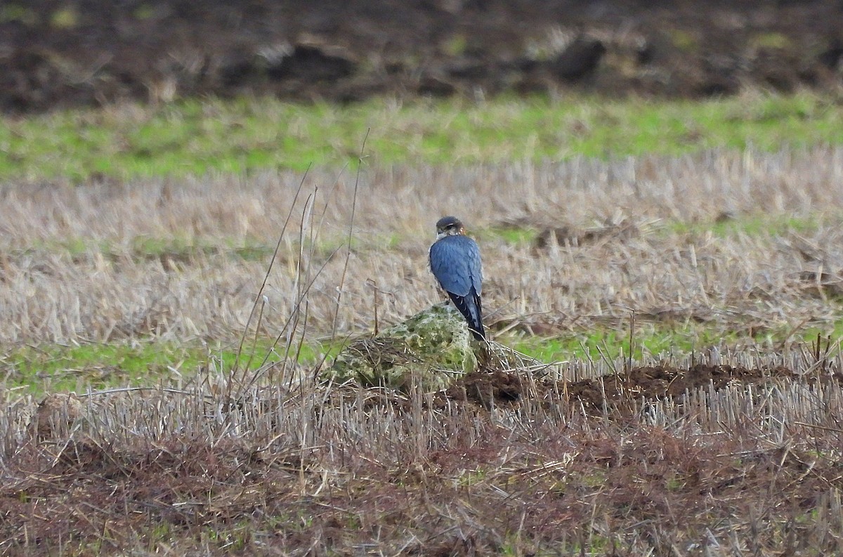 Merlin - ML647618478