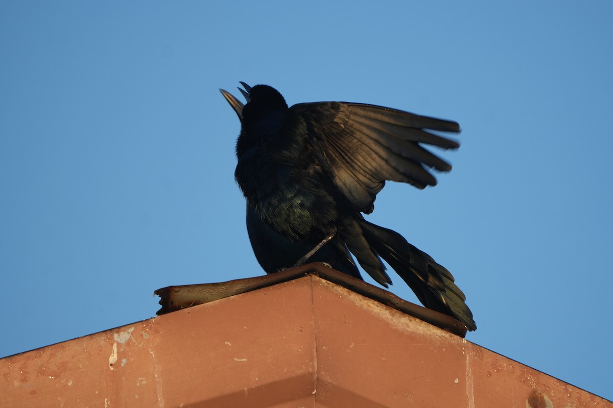 Boat-tailed Grackle - ML647618479