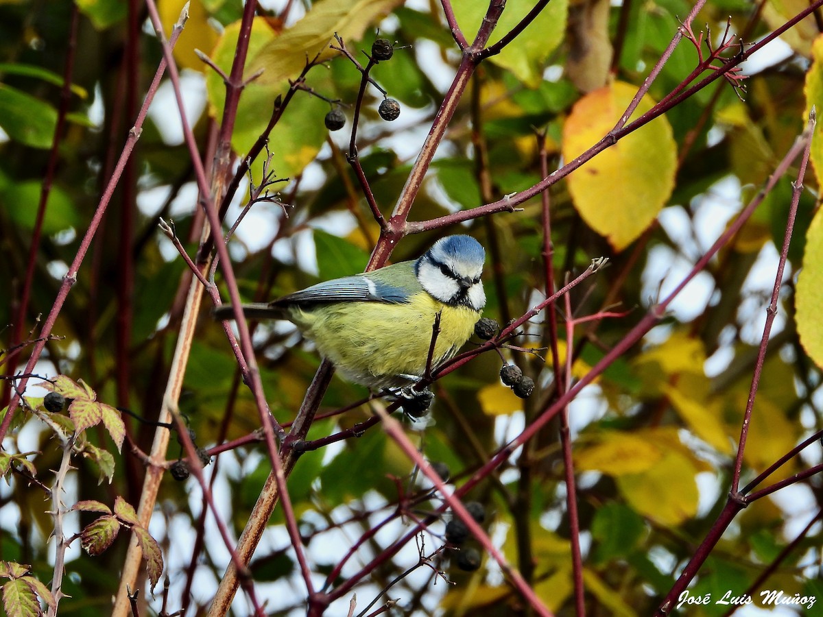 Eurasian Blue Tit - ML647618480