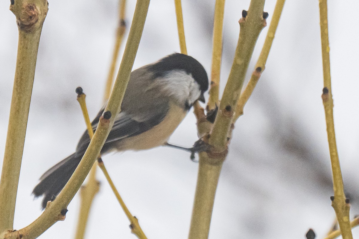 Black-capped Chickadee - ML647618481