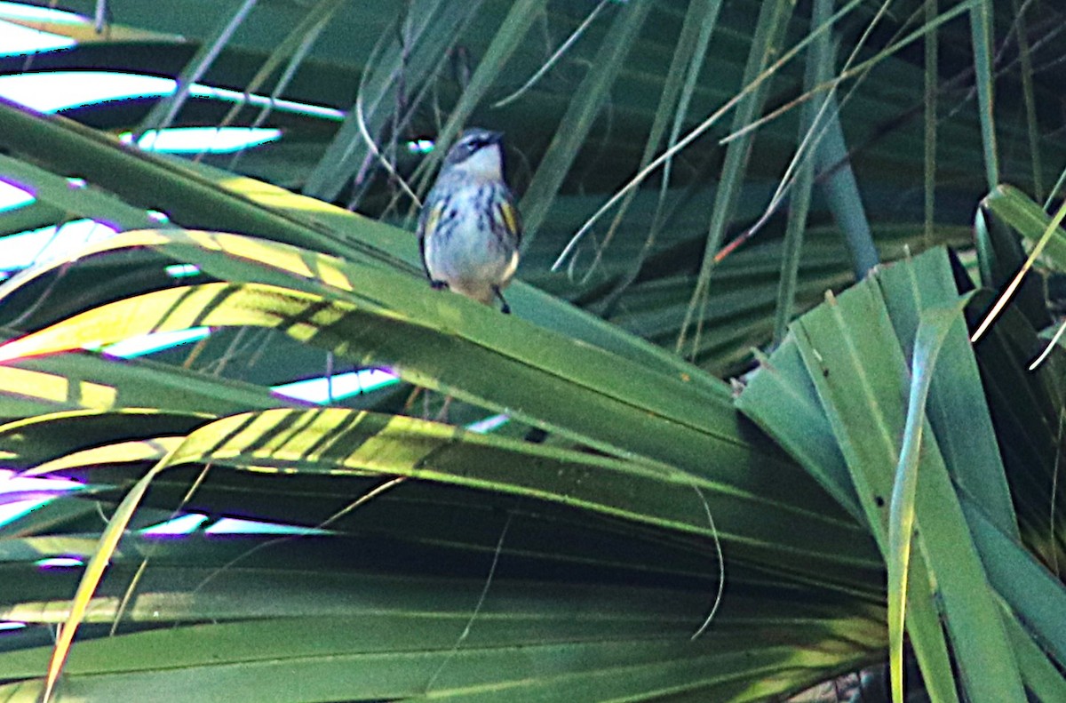 Yellow-rumped Warbler - ML647618482