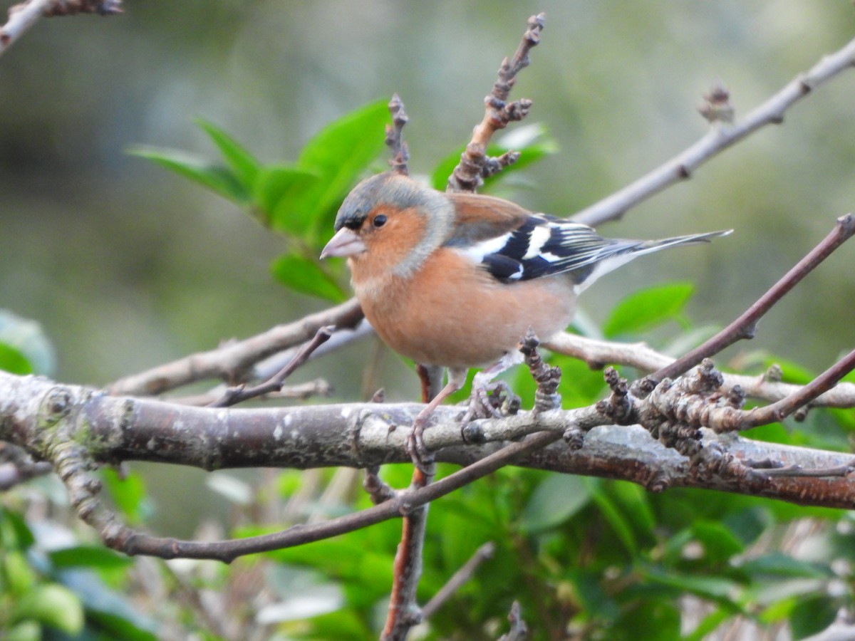 Common Chaffinch - ML647618483