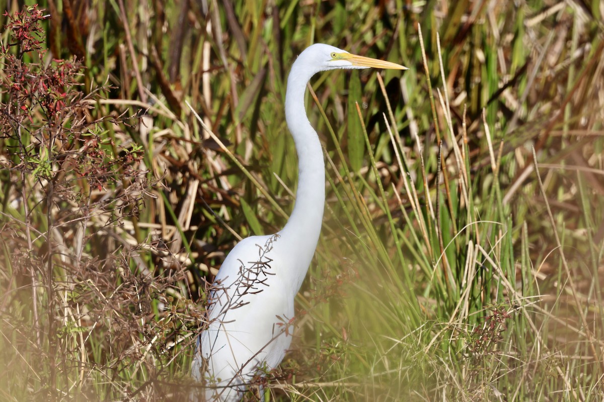 Great Egret - ML647618484