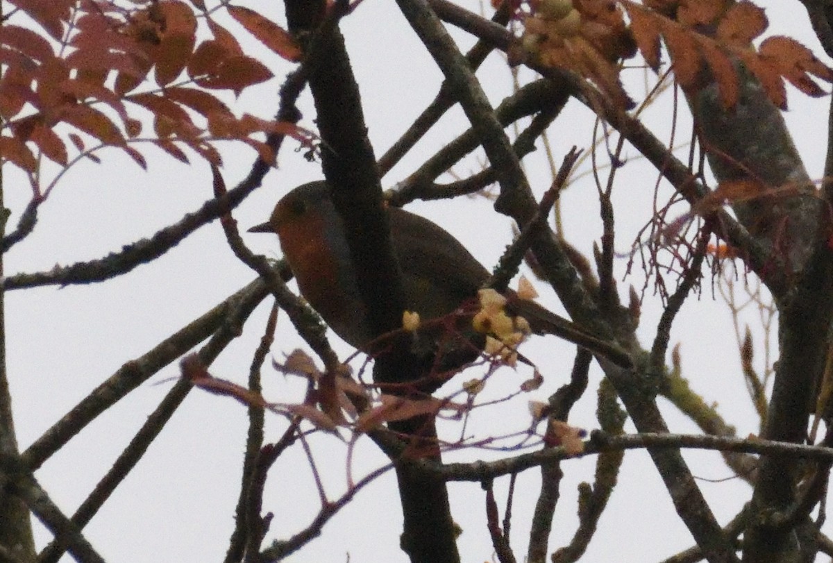 European Robin - ML647618485