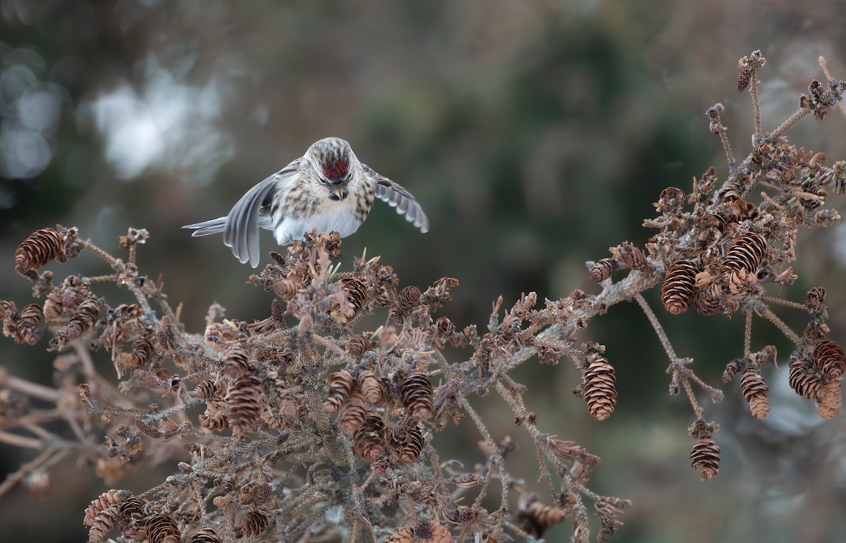 Redpoll - ML647618487
