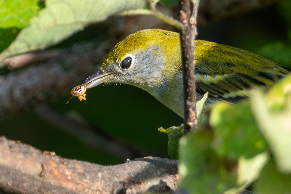 Chestnut-sided Warbler - ML647618488