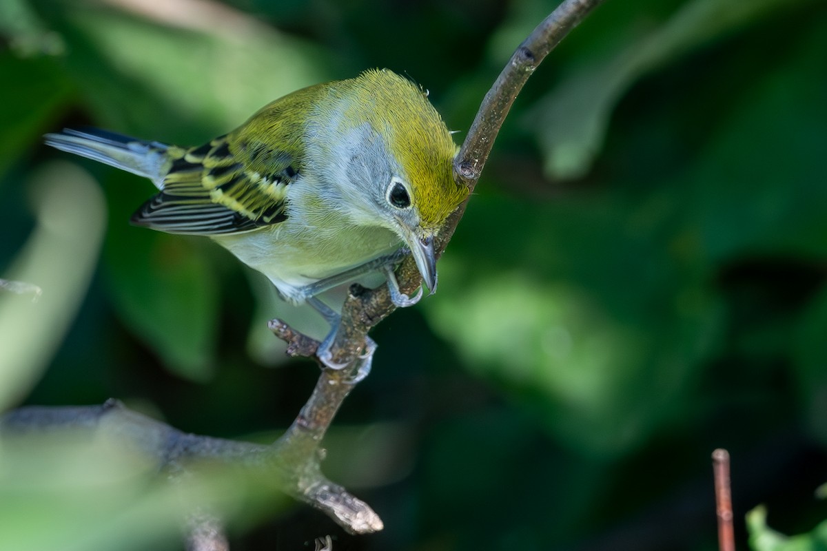 Chestnut-sided Warbler - ML647618489