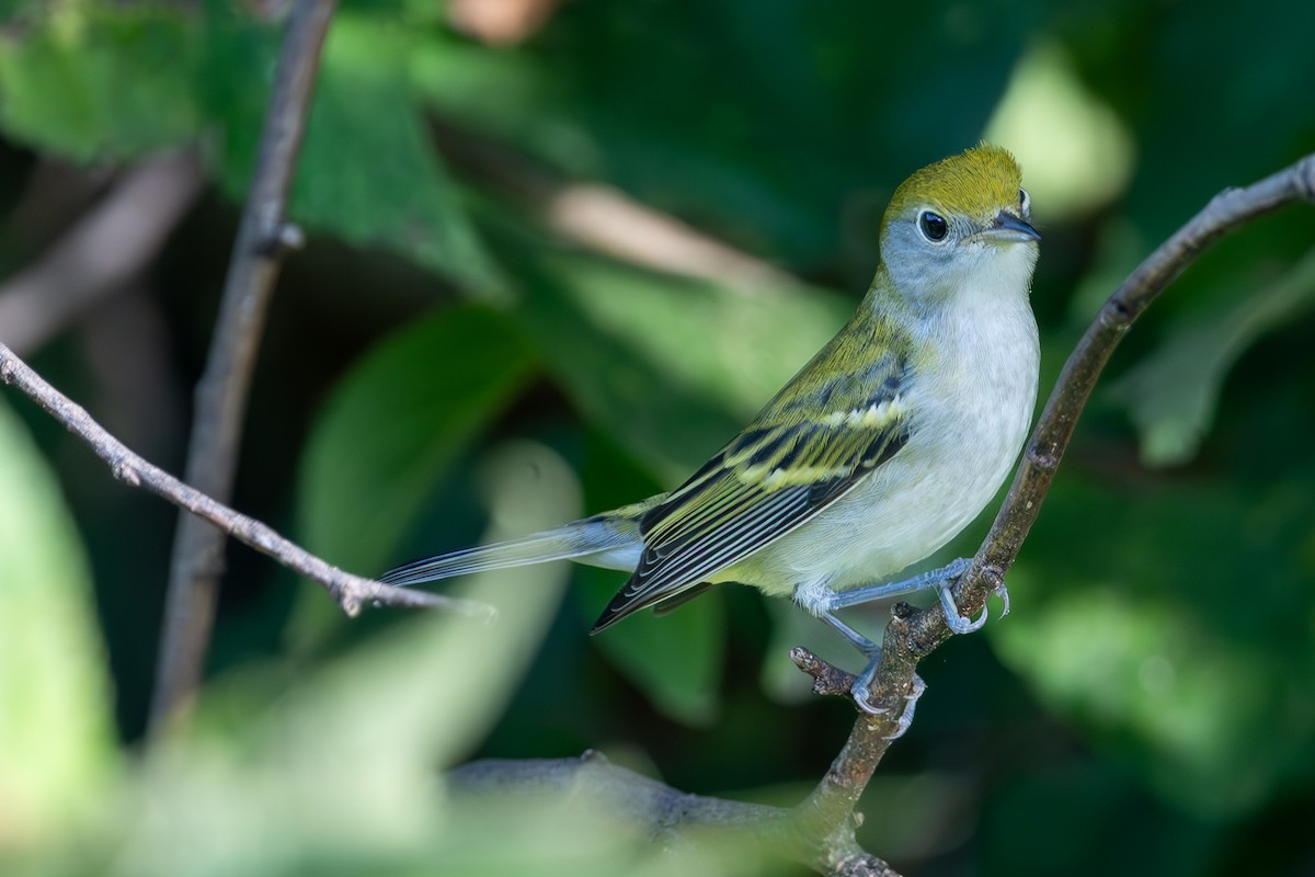 Chestnut-sided Warbler - ML647618490