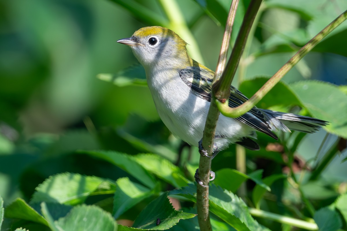 Chestnut-sided Warbler - ML647618491