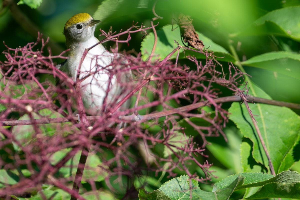 Chestnut-sided Warbler - ML647618492