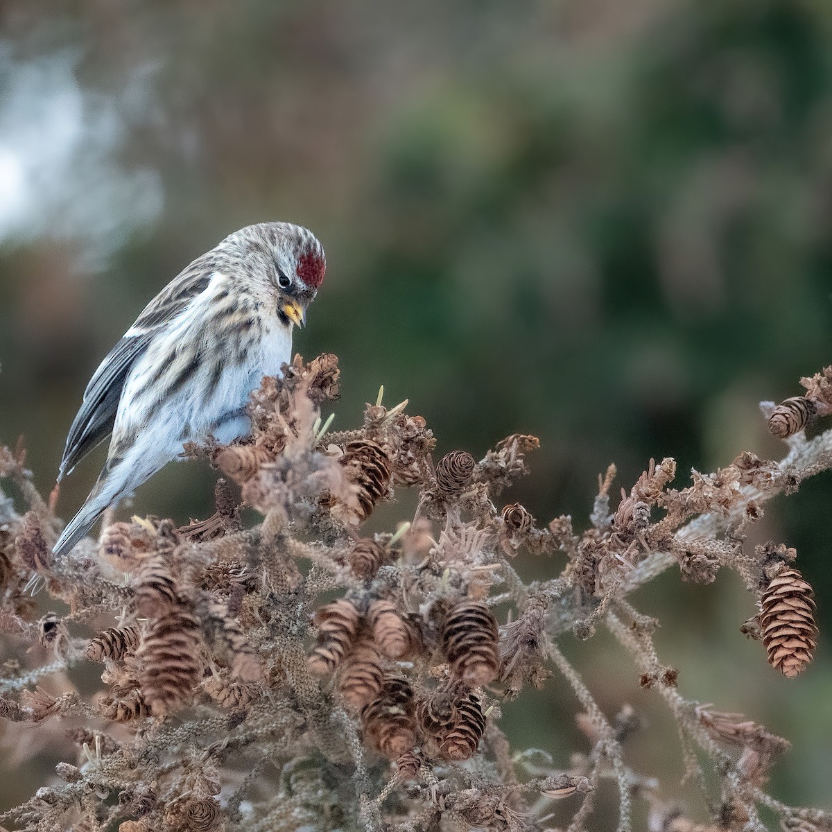 Redpoll - ML647618495