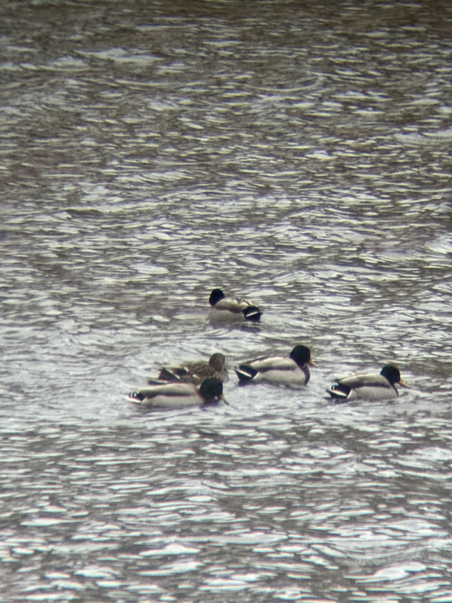 Mallard - ML647618496