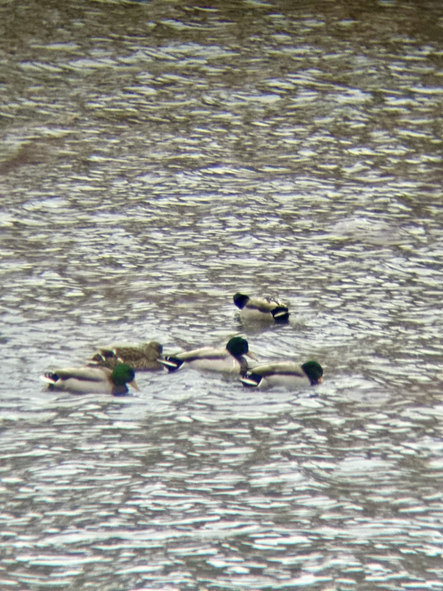 Mallard - ML647618497