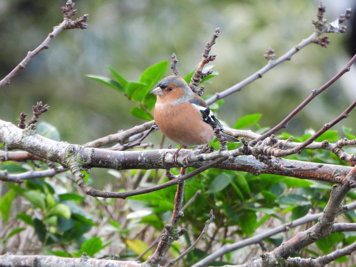 Common Chaffinch - ML647618498