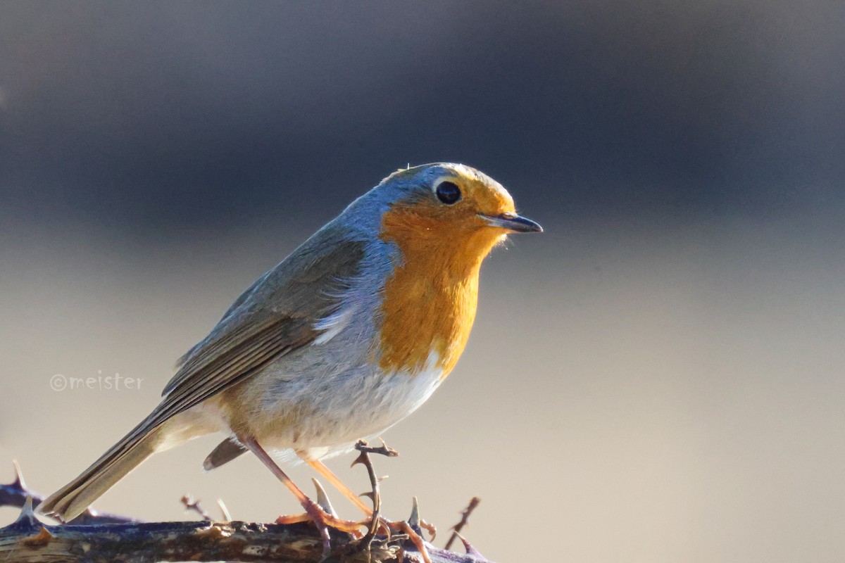 European Robin - ML647618499