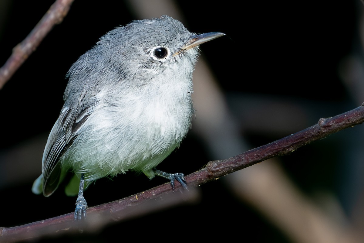 Blue-gray Gnatcatcher - ML647618502