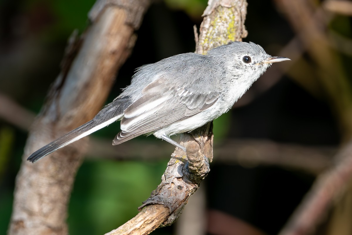 Blue-gray Gnatcatcher - ML647618503