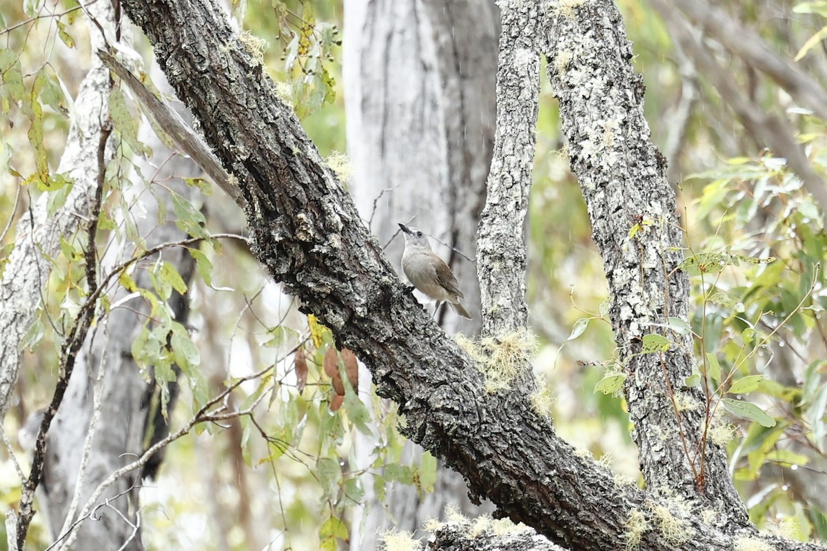 Gray Shrikethrush - ML647618504
