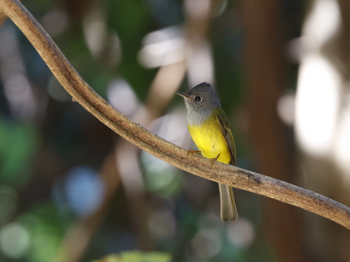 Gray-headed Canary-Flycatcher - ML647618508