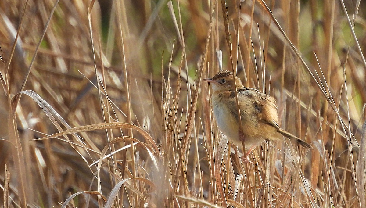 cistovník rákosníkový - ML647618520