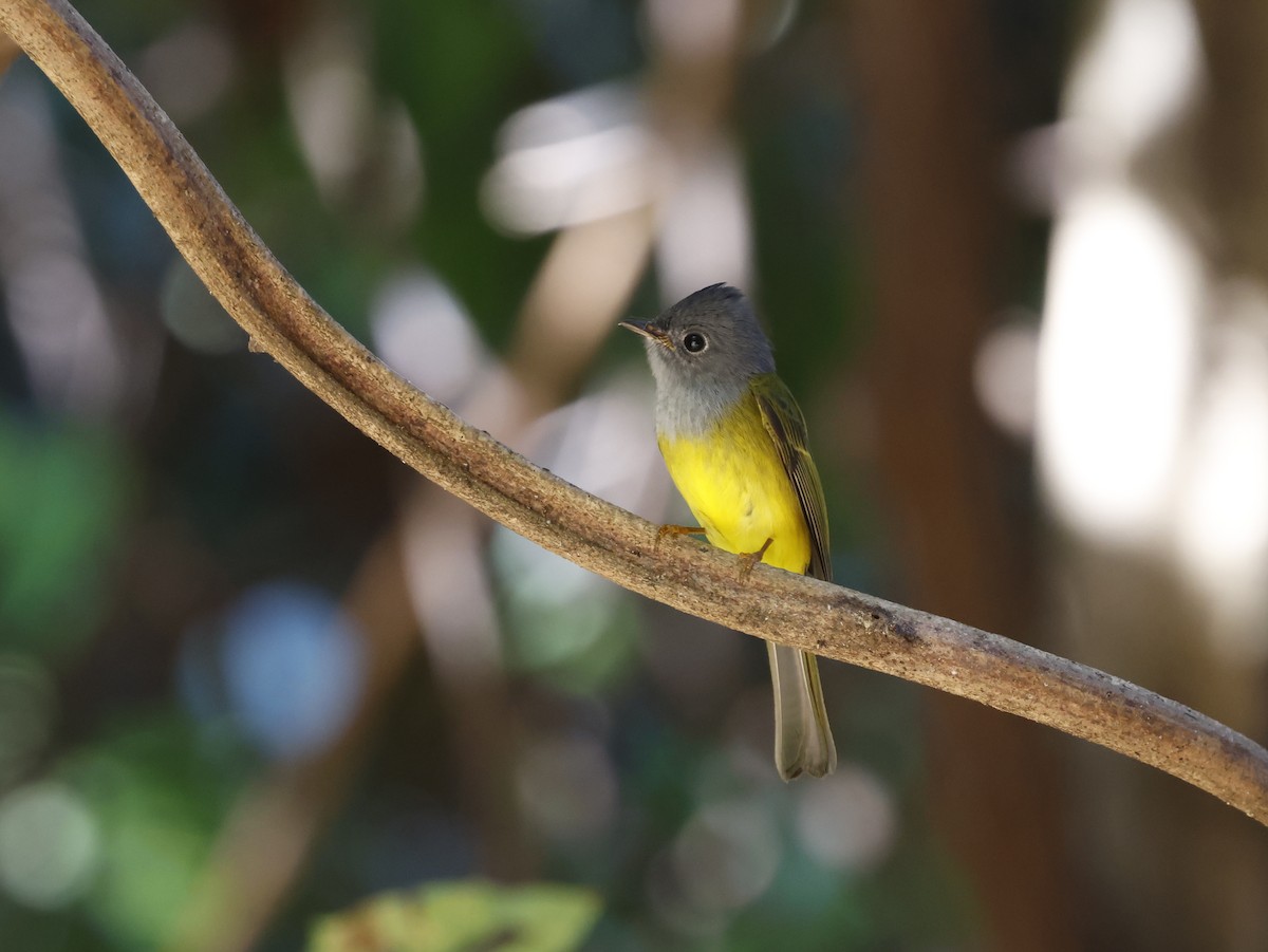 Gray-headed Canary-Flycatcher - ML647618531