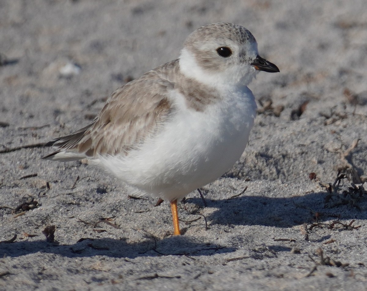 Islıkçı Cılıbıt - ML647618543