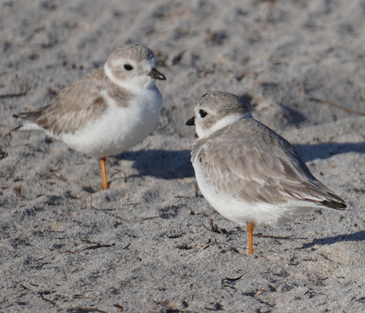 Islıkçı Cılıbıt - ML647618544