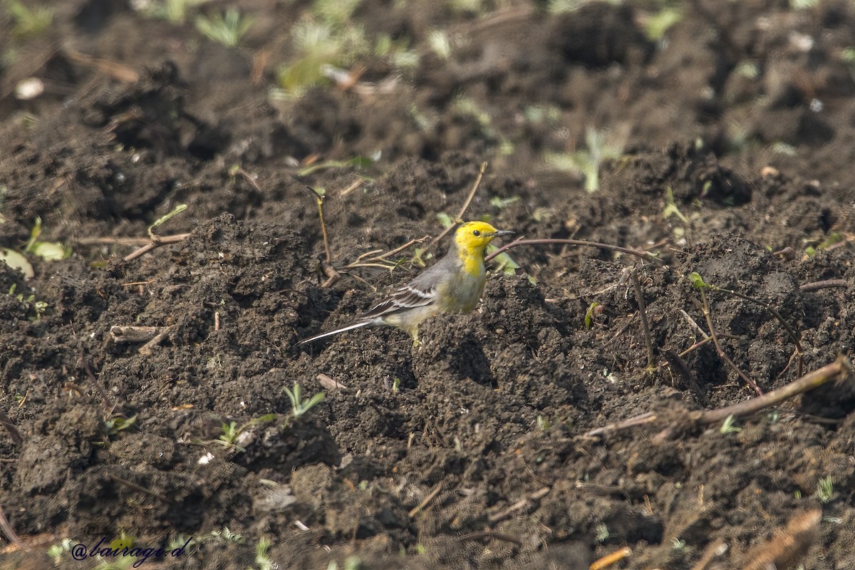 黃頭鶺鴒 - ML647618545