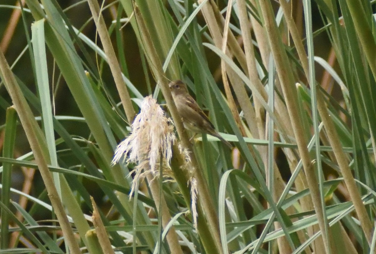 Gorrión Común - ML647618547