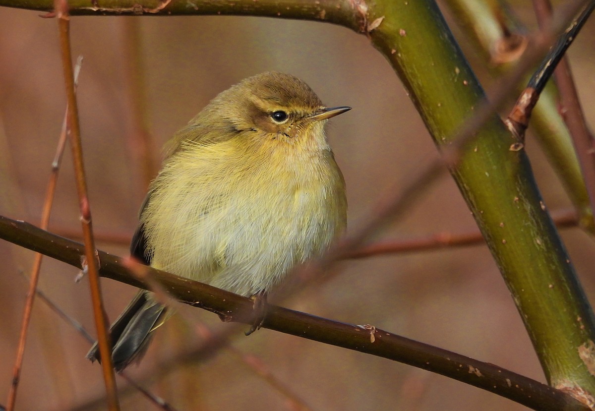 budníček menší - ML647618550